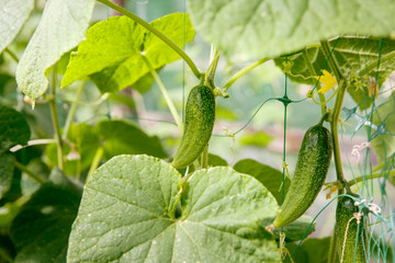 Cucumber harvest in a small domestic greenhouse. The cucumber fruits grow and are ready for harvesting. 