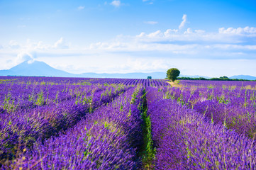Naklejka na ściany i meble Lavender fields near Valensole, Provence, France. Beautiful summer landscape