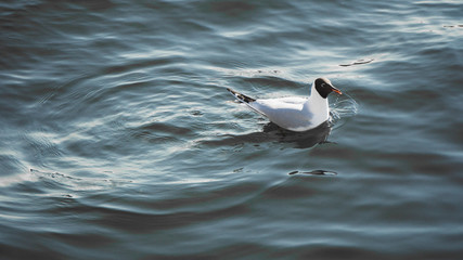 Mewy © Marcin