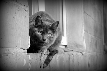 Gray cat sitting by the window on a brick wall on a sunny day, black and white