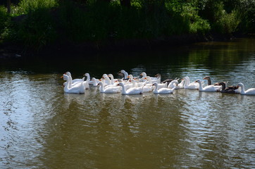 A domestic gooses on the lake at sunny day