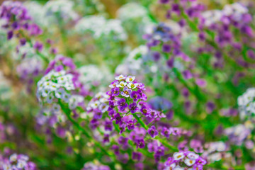 Obraz premium Achillea millefolium summer flower in garden background