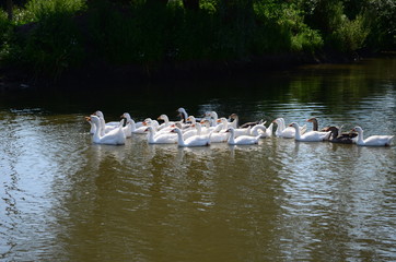 A domestic gooses on the lake at sunny day