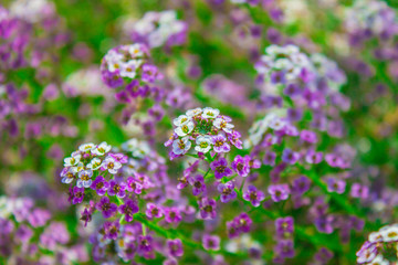 Achillea millefolium summer flower in garden background