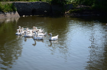 A domestic gooses on the lake at sunny day