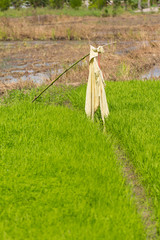 scarecrow in green rice field
