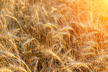 Gold wheat grain field. Cereal farming. Barley in the golden-yellow farm is beautiful and waiting for harvest in the season. Rich harvest Concept