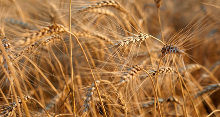 Fototapeta premium Gold wheat grain field. Cereal farming. Barley in the golden-yellow farm is beautiful and waiting for harvest in the season. Rich harvest Concept
