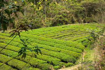 green tea farm in the valley