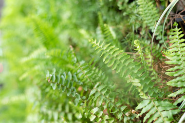 green fern with leaves on the wall