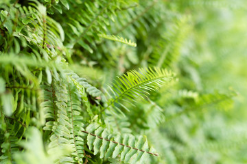 green fern with leaves on the wall
