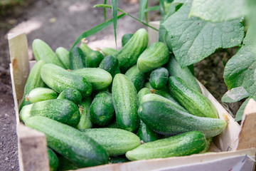 Cucumber harvest in a small domestic greenhouse. cucumbers in a boxes.