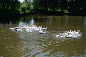 A domestic gooses on the lake at sunny day