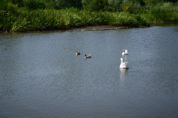 A domestic gooses on the lake at sunny day