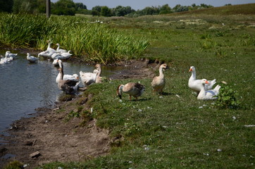 A domestic gooses on the lake at sunny day