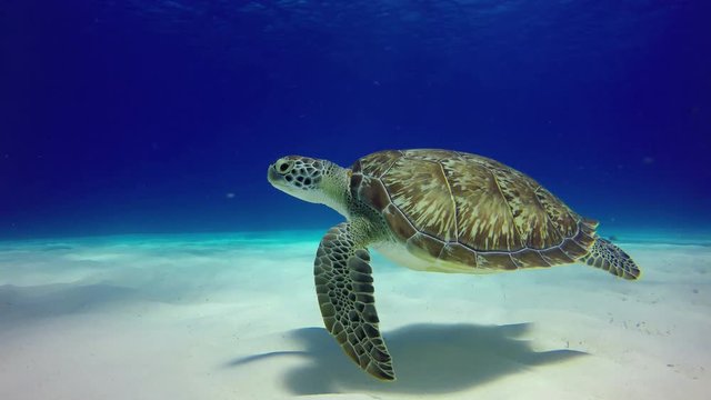 A sea turtle floats close to sandy bottom. Close up view