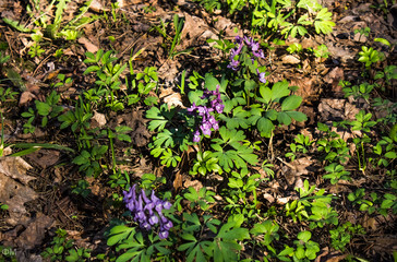 Primroses appearing in the parks of our city, Moscow