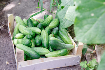 Cucumber harvest in a small domestic greenhouse. cucumbers in a boxes.