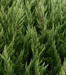 Coniferous branches. Coniferous tree of background texture. Wood texture.