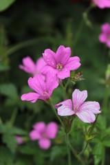 Fototapeta premium Geranium