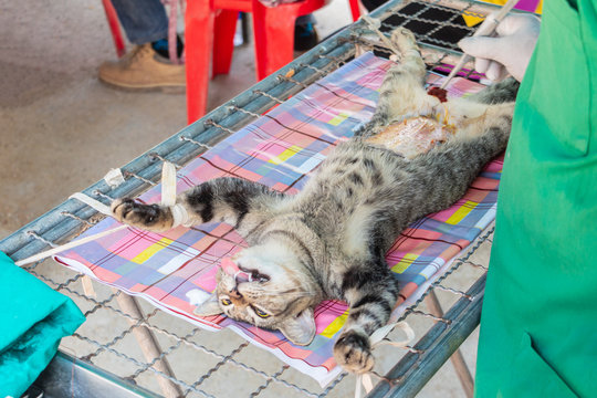cat surgery sterilization by veterinarian on the bed