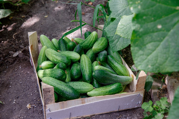 Cucumber harvest in a small domestic greenhouse. cucumbers in a boxes.