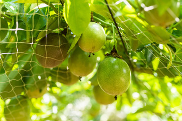 farm of passion fruit cultivation on plastic net