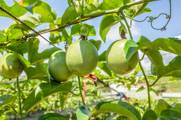 farm of passion fruit cultivation on plastic net