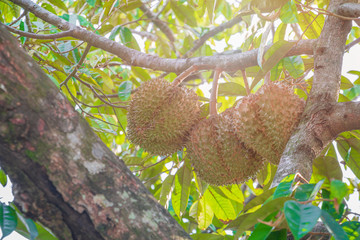 durian fruit on tree. king of fruit in Thailand