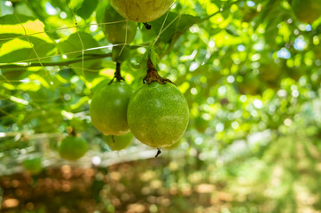 farm of passion fruit cultivation on plastic net