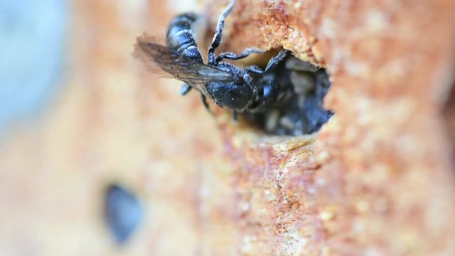 Wild solitary bee Osmia rapunculi (Syn. Chelostoma rapunculi) seals its nest in a boring in wood of an insect hotel with grit and mud matrix.