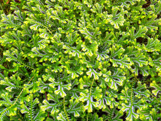Selaginella is the sole genus of vascular plants in the family Selaginellaceae, the spikemosses or lesser clubmosses or Selaginella moellendorffii. It is popular moss or fern for ornamental plant.