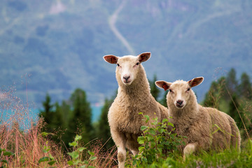 Zwei Schafe in den Bergen, Schafswolle