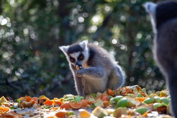Monkey Land south Africa 
