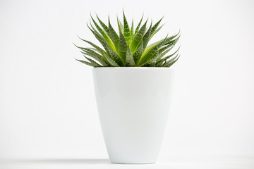 Aloe vera.Succulent plant in a white pot on a white background.Front view