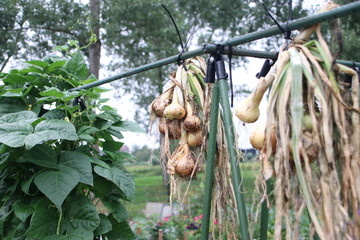 Onions drying at a public kitchen garden in Park Hitland in the Netherlands
