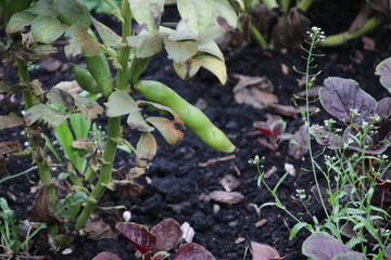 .broad beans growing at a public kitchen garden in Park Hitland in the Netherlands