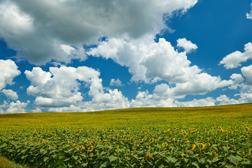 Sunflower field - bright yellow flowers, beautiful summer landscape