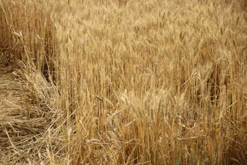 Fototapeta na wymiar Wheat growing on farmland in Zevenhuizen in the Netherlands