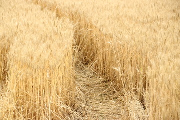 Wheat growing on farmland in Zevenhuizen in the Netherlands