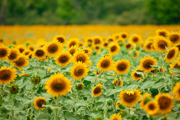 Obraz premium Sunflower field - bright yellow flowers, beautiful summer landscape
