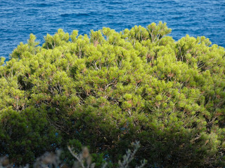 Pino y hojas de pino en acantilados de la costa brava. Pino al borde del mar; hojas de pino en forma de agujas.