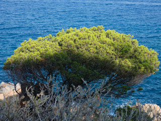 Pino y hojas de pino en acantilados de la costa brava. Pino al borde del mar; hojas de pino en forma de agujas.