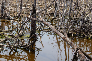 Scenery of mangrove forests that die and rot.