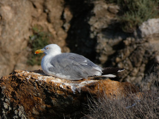 Gaviota en la roca de un acantilado en la Costa mediterránea, en la Costa Brava.