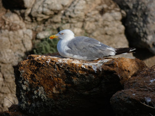 Gaviota en la roca de un acantilado en la Costa mediterr&aacute;nea, en la Costa Brava.