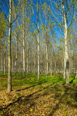 reforestation of poplar trees at autumn sunset