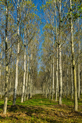 Fototapeta premium reforestation of poplar trees at autumn sunset