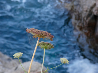 Flores silvestres en el mediterráneo con fondo del mar. Flor silvestre en un acantilado de la costa brava