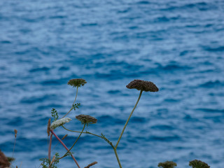 Flor silvestre en un acantilado sobre fondo de mar, en la Costa Brava.